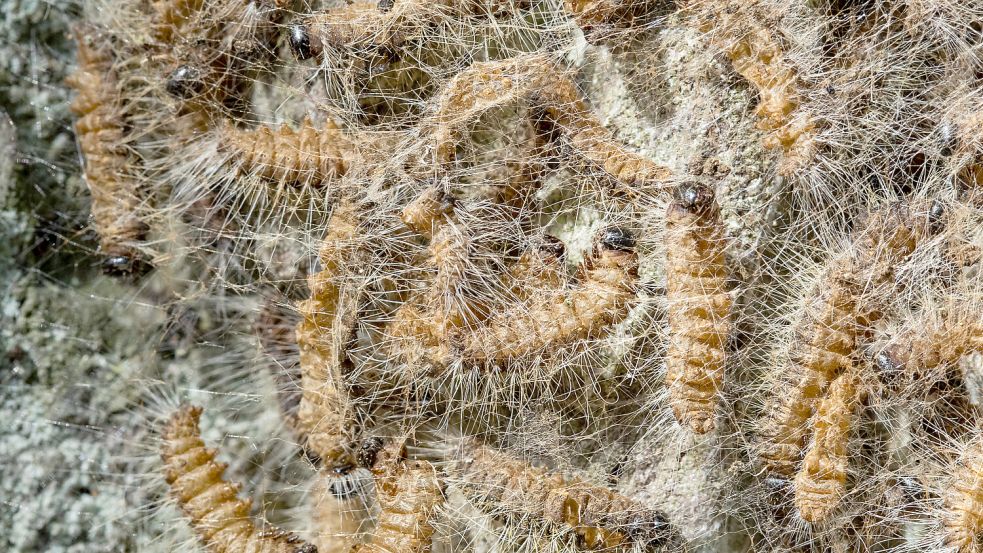 Eichenprozessionsspinner in ihrem Nest auf einem Baum. Die Nachtfalterart, die ursprünglich in Südeuropa heimisch war, breitet sich aufgrund des Klimawandels immer weiter nach Norden aus. Davon sind auch die Gemeinden Saterland und Barßel betroffen. Foto: Karmann / DPA