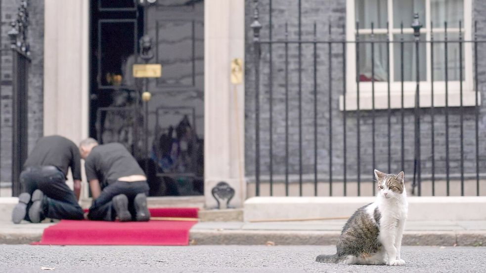 Larry lebt schon deutlich länger in der Downing Street als die meisten Premierminister. (Archivbild) Foto: Alberto Pezzali/AP/dpa