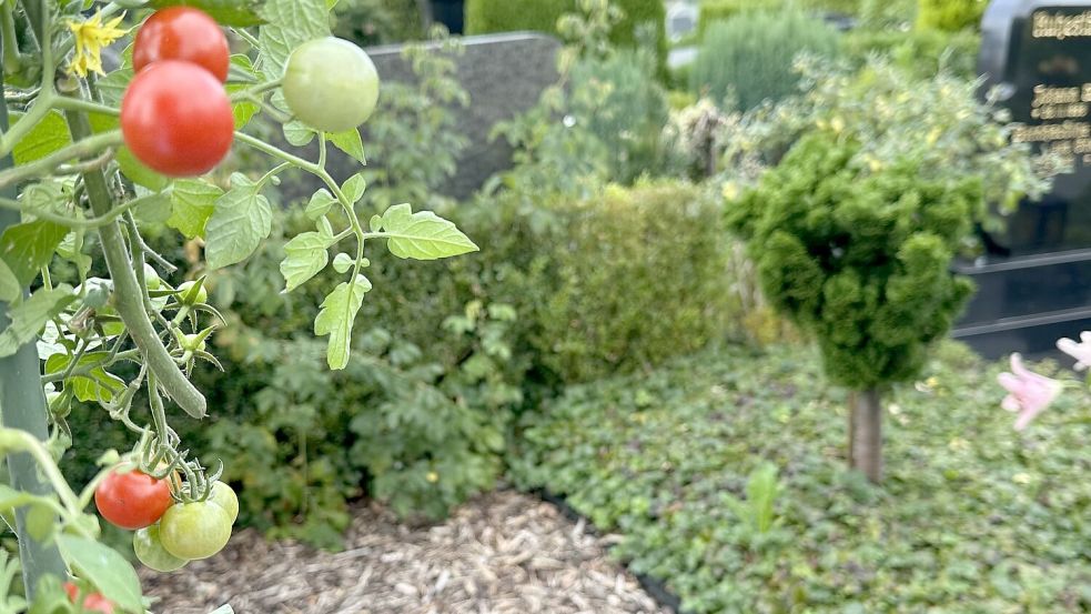 Tomaten auf dem Friedhof: Nicht verboten, aber bisher kein Thema. Die zum Teil großen freien Flächen nehmen jedoch auch in der Friesoyther St. Marien Pfarrei zu und werden aktuell mit Hackschnitzeln bedeckt. Foto: Claudia Wimberg