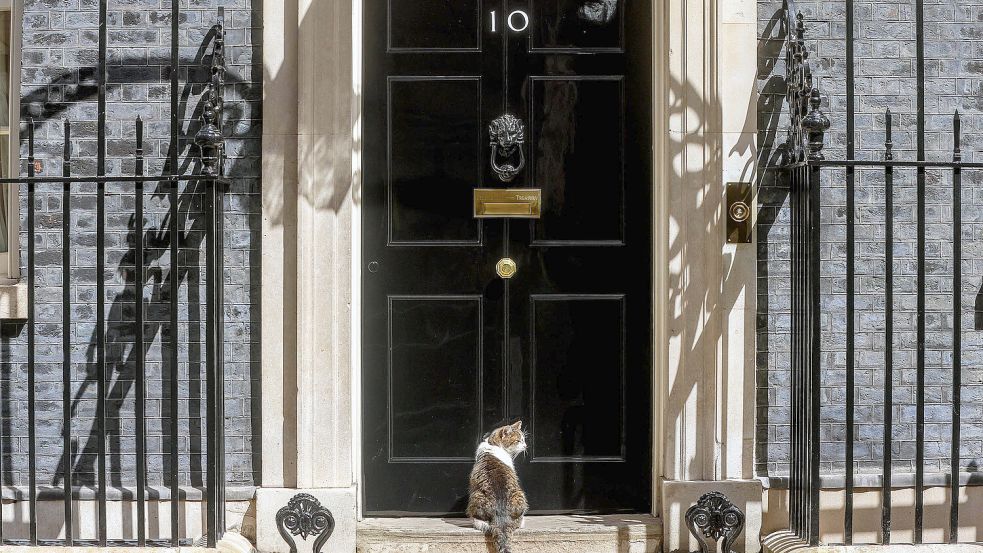 Kater Larry bekommt neuen Mitbewohner in der Downing Street Foto: IMAGO / i Images