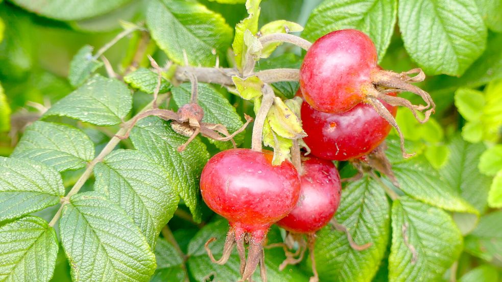 Nach der Rosenblüte sieht man allerorts die roten kugeligen Früchte der Rosen, die Hagebutten. Foto: Privat