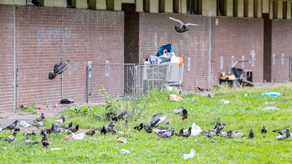 Tauben picken Essensreste aus Mülltüten und anderen Abfällen, die auf der Wiese direkt hinter dem Duisburger Hochhaus „Weißer Riese“ liegen. (Archivbild) Foto: Christoph Reichwein/dpa