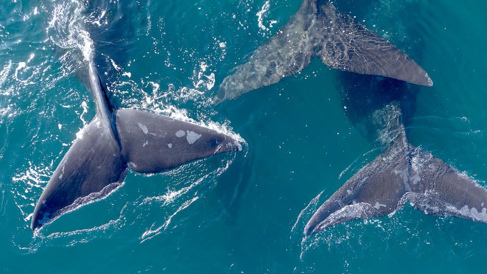 Delegierte aus 88 Ländern beraten in Lima über den Schutz der Wale. Foto: Maxi Jonas/dpa