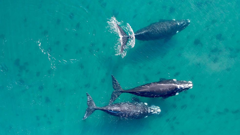 Delegierte aus 88 Ländern beraten in Lima über den Schutz der Wale. Foto: Maxi Jonas/dpa