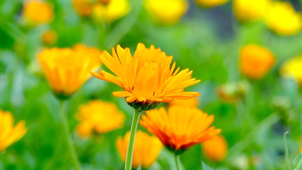 Ringelblumen eignen sich gut für einen bunten Herbststrauß. Fotos: Lüürßen