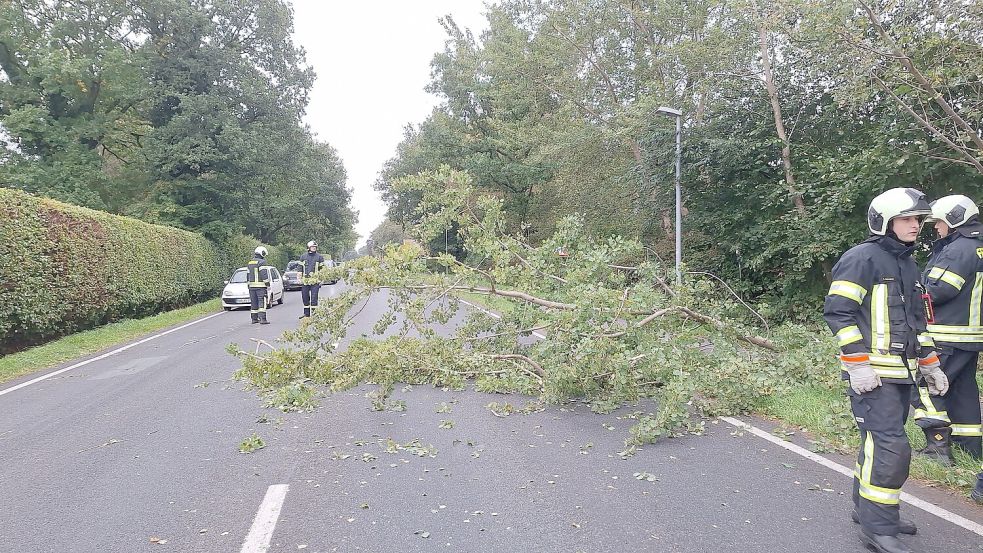 Ein kleinerer Baum war auf die Dornumer Straße und den angrenzenden Radweg gestürzt. Foto: Marvin Friedrichs