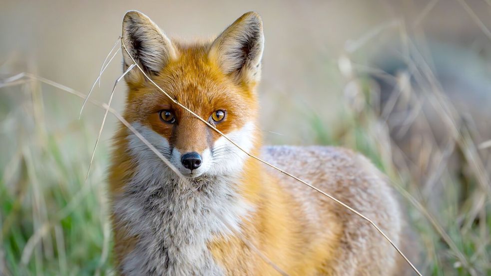 Füchse sind anpassungsfähig und schlau. Die Tiere sind weltweit verbreitet, im Wald, Stadt und sogar in (Eis-)wüsten. (Archivbild) Foto: Patrick Pleul/dpa/ZB