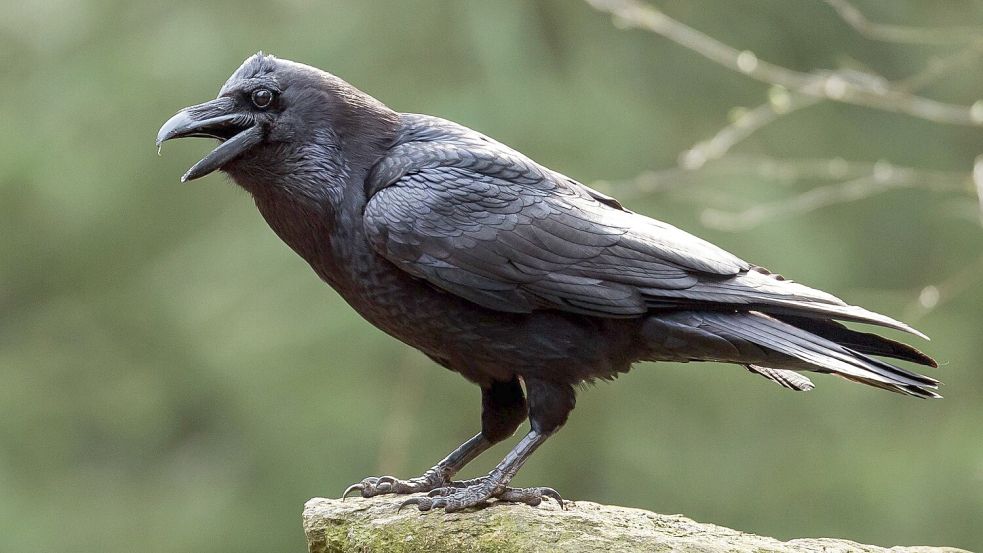 Schlechte Eltern werden als „Rabeneltern“ bezeichnet, dabei ist dieser Vogel sehr fürsorglich, wenn es um den eigenen Nachwuchs geht. (Archivbild) Foto: picture alliance / ZB