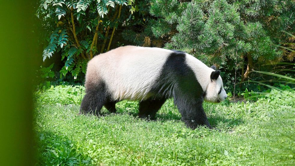 SYMBOLBILD Forscher von der Universität Tübingen haben einen Vorläufer vom Panda im Allgäu entdeckt Foto: Paul Zinken/dpa