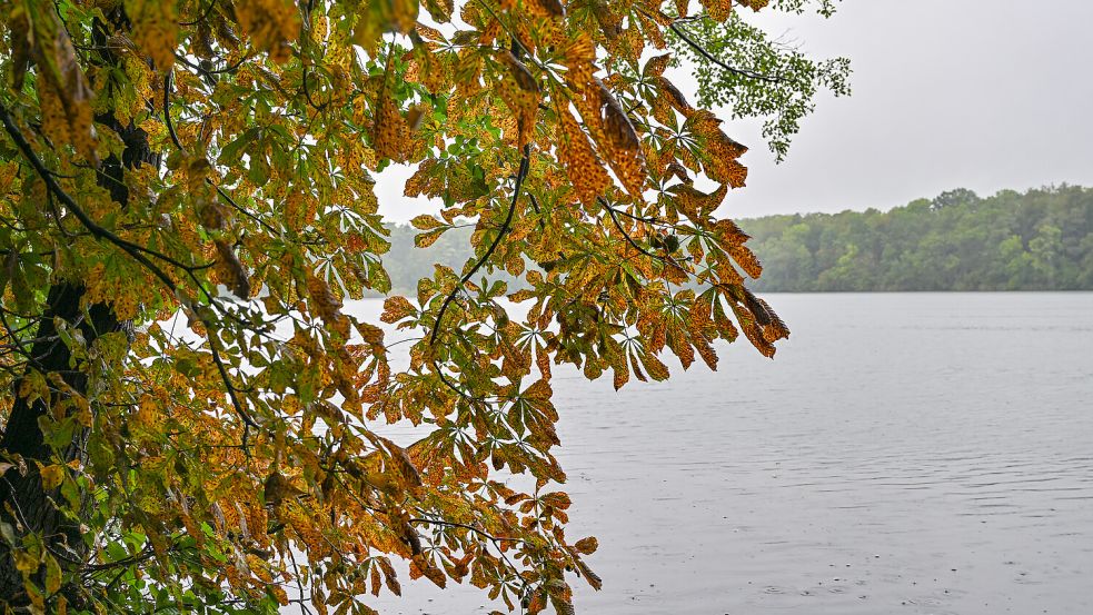 Der Herbst zeigt in den nächsten Tagen deutlich sein Gesicht. Foto: dpa/Patrick Pleul