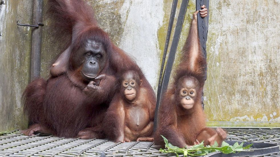 Die Kleinfamilie ist vorübergehend wieder ins Rettungszentrum Nyaru Menteng gezogen. Foto: Bos Foundation/dpa