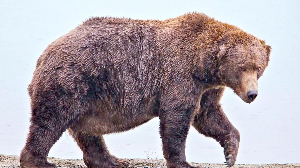 Wegen seiner Körperfülle hat Bär 747 den Spitznamen „Jumbo Jet“. Foto: E. Johnston/National Park Service via AP/dpa