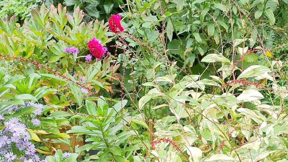 Im Frühherbst prägen spätblühende Stauden und prächtige Gräser, Kürbisse, reifes Obst sowie Ziergehölze und der beginnenden Herbstfärbung das Gartenbild. Foto: privat