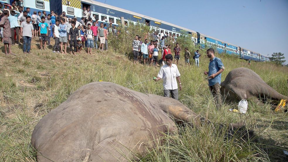 Wildlebende Elefanten werden in Indien immer wieder Opfer von Zugunglücken. Intelligente Systeme sollen helfen, das zu verhindern. Foto: picture alliance / Anupam Nath/AP/dpa