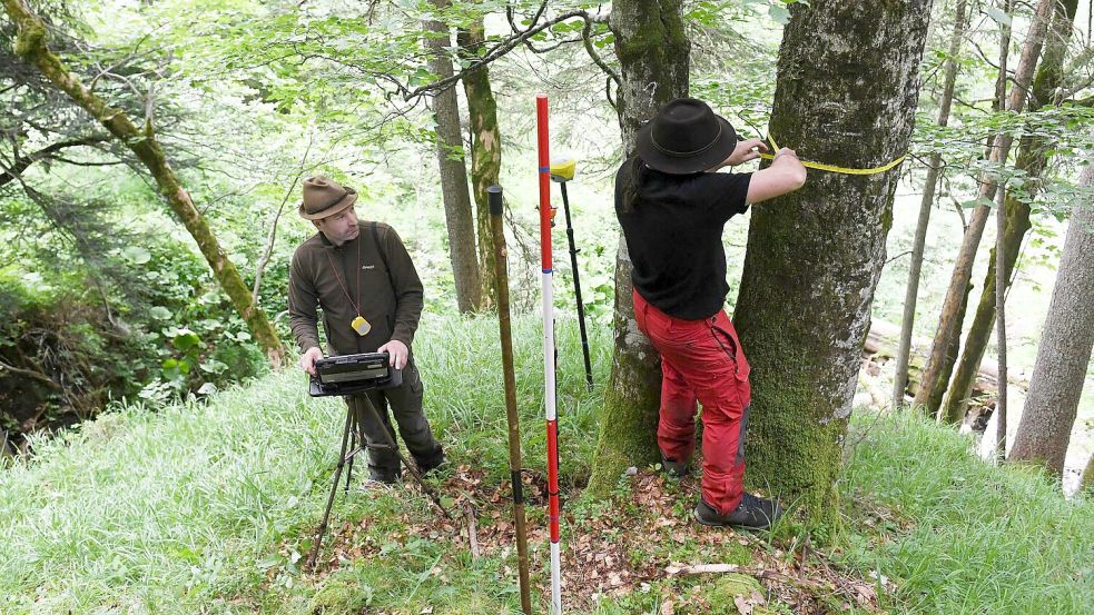 Für den Bericht wird eine Stichprobe des Waldes untersucht. Foto: Angelika Warmuth/dpa