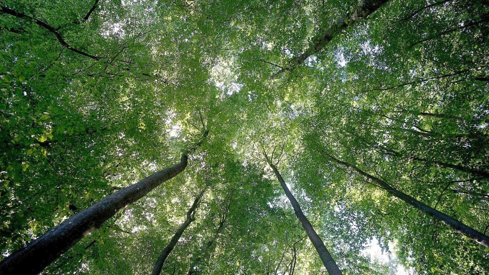 Der Wald sei mittlerweile zu einer Kohlenstoffquelle geworden, sagt Bundeslandwirtschaftsminister Cem Özdemir. Foto: Marcus Brandt/dpa