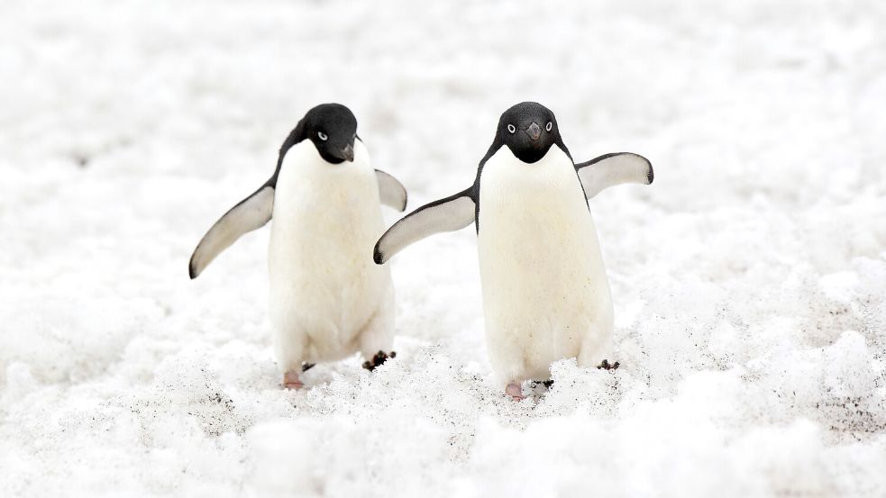 Inmitten von Eis und Schnee übernimmt ein britisches Team das spannendste Postamt der Welt. Neben der täglichen Arbeit an Briefen und Postkarten warten aufregende Aufgaben wie die Überwachung der Pinguine. Foto: IMAGO/imagebroker