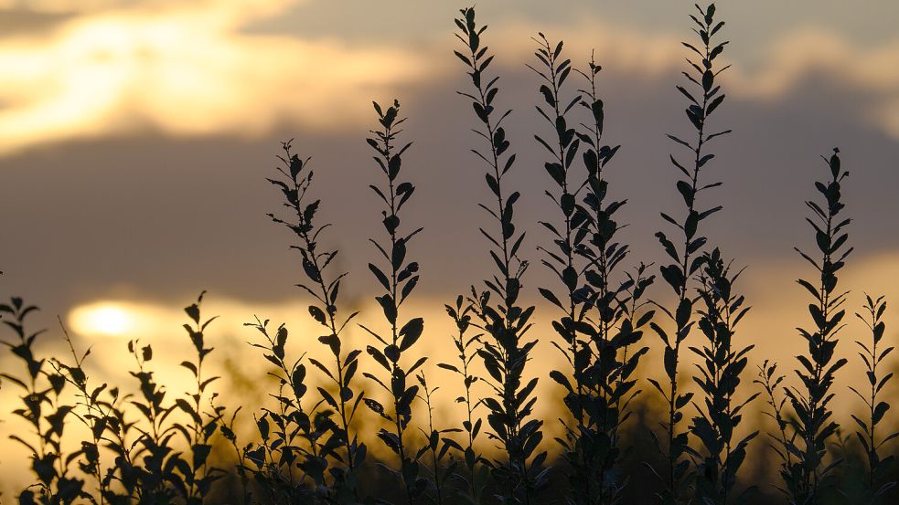 Sonnenaufgang über dem Goldenstedter Moor im Landkreis Vechta. Foto: dpa/Izabella Mittwollen