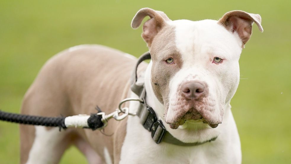 Die Haltung sogenannter XL Bullys ist in England nur noch unter strengen Vorgaben erlaubt. (Archivbild) Foto: Jacob King/Press Association/dpa