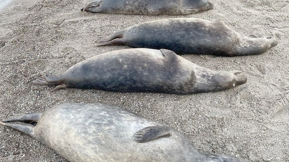 Woran die Kegelrobben an der Ostküste Rügens starben, ist noch unklar. Seit Anfang Oktober wurden 26 tote Tiere geborgen. Foto: Biosphärenreservatsamt/dpa