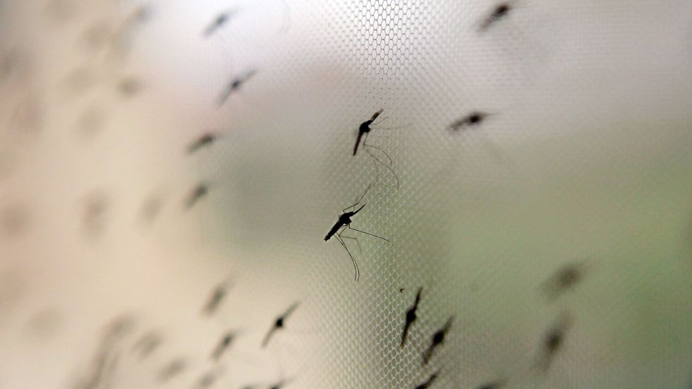 Auch der ägyptische Pharao Tutanchamun litt an Malaria. Moskitonetze können heute helfen. (Archivbild) Foto: Stephen Morrison/epa/dpa