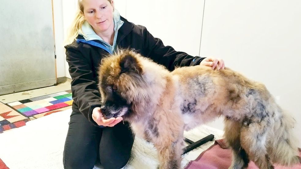 Der Chow-Chow Barni kurz nach seiner Befreiung und einer ersten Pflege. Archivfoto: Tierschutzverein Lingen/Stephan Konjer