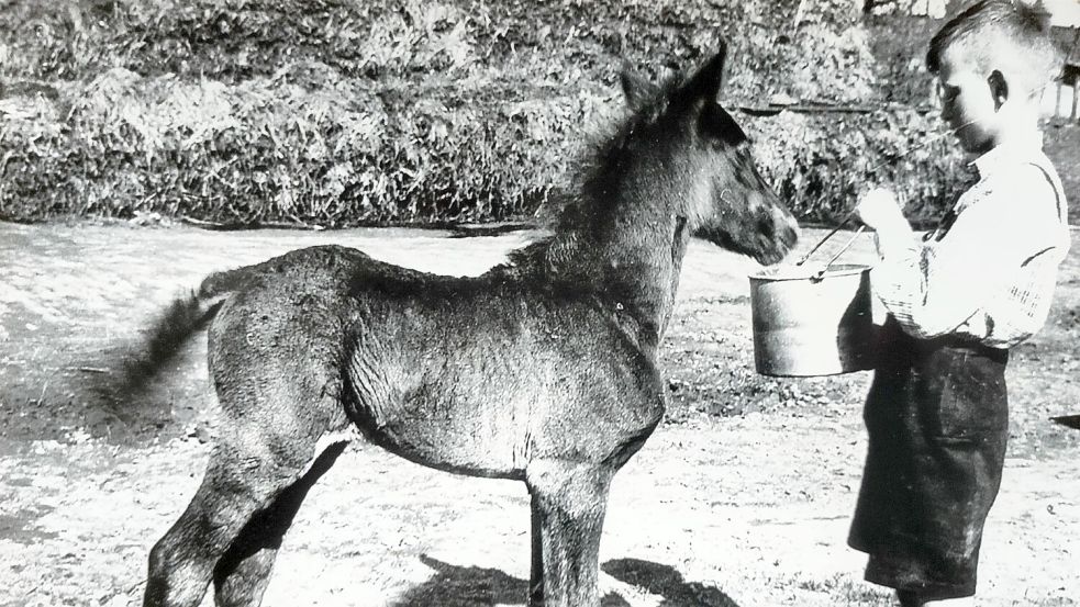 Janos wurde von der Mutter abgelehnt. Theo Boekhoff zog das Fohlen mit entrahmter Kuhmilch auf. Fotos: Boekhoff