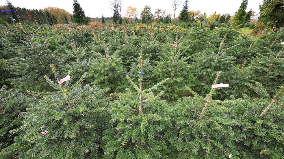 Bundesweit werden dem Verband zufolge jährlich zwischen 23 und 25 Millionen Weihnachtsbäume verkauft. (Archivfoto) Foto: Karl-Josef Hildenbrand/dpa