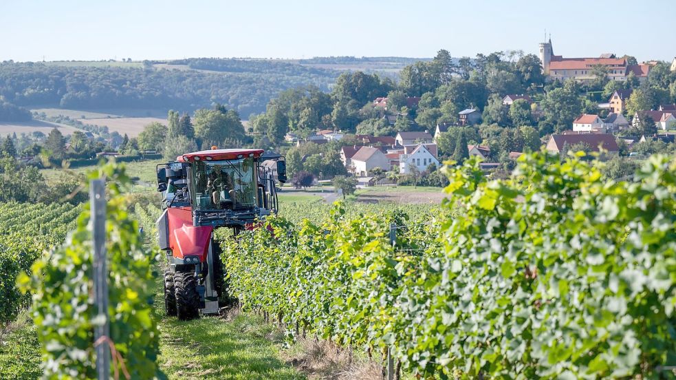 Höhere Kosten und weniger Wein-Trinker. Die Branche ist in der Krise. (Archivbild) Foto: Hendrik Schmidt/dpa