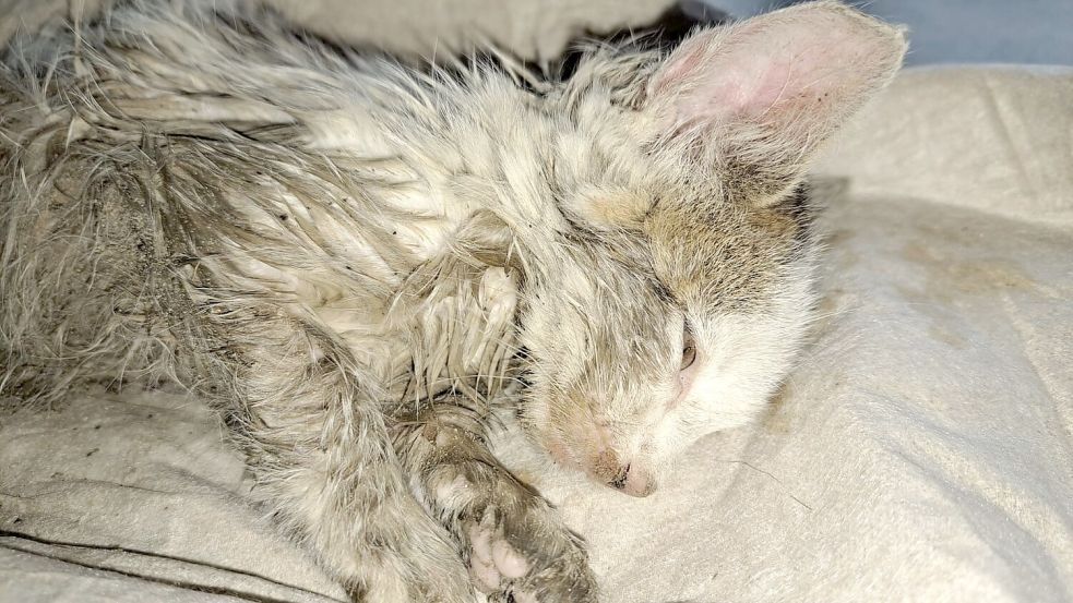 Kurz nach der Rettung ging es Niki schlecht. Die Katze war unterkühlt. Foto: privat/Junker