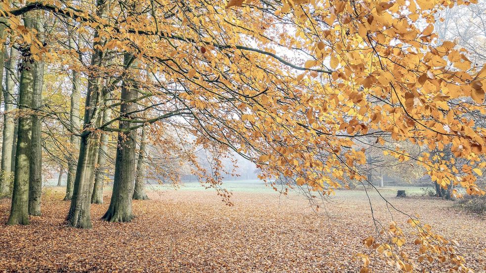 Der Herbst im Leeraner Evenburgpark – aufgenommen von Leser Gerrit Denekas.