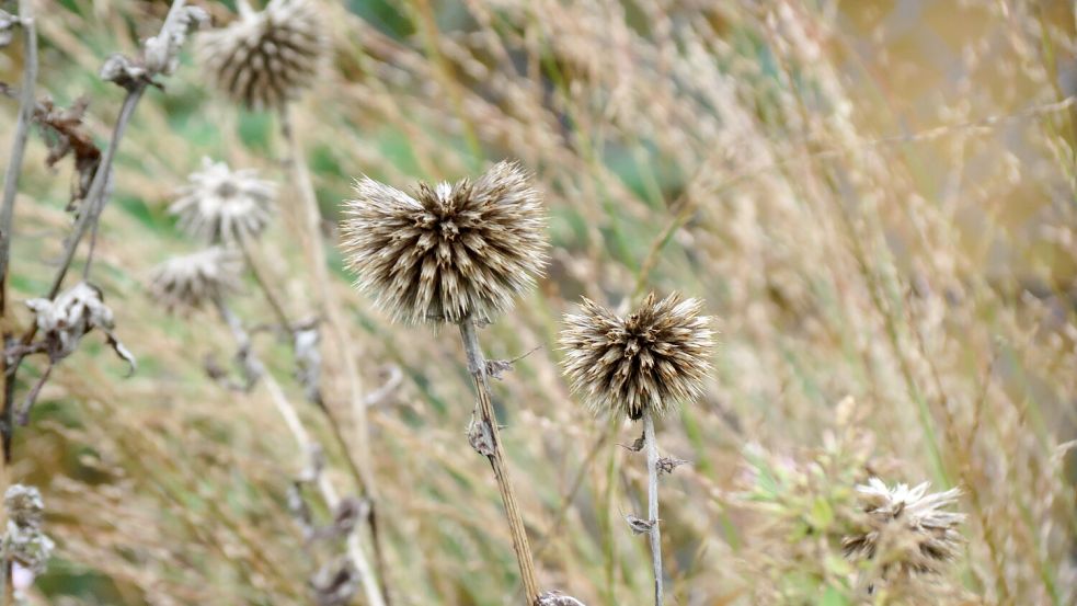 Auch der Herbst hat seine schönen Seiten: Das Bild zeigt Kugeldisteln. Foto: Berends-Lüürßen