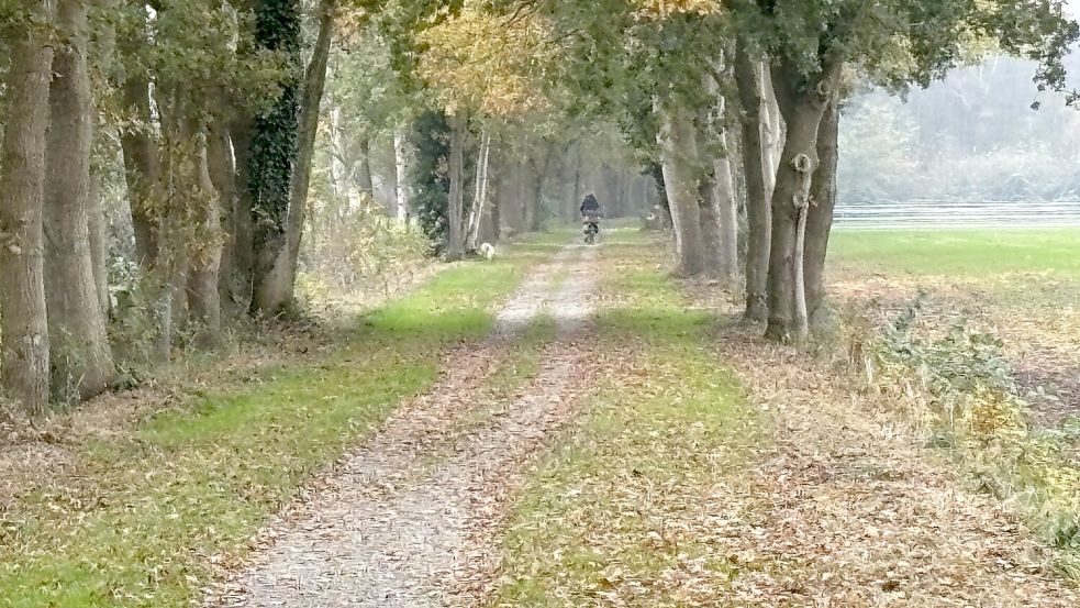 Am Zustand des Ostfriesland-Wanderwegs gibt es Kritik. Der Ortsrat Ihren hat sich mit dem Thema befasst und einstimmig beschlossen, dass die zuständige Gemeinde Westoverledingen sich darum kümmern soll. Foto: Ammermann