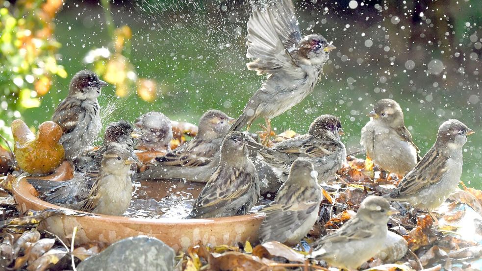 Der Haussperling ist sehr gesellig und zieht in Schwärmen oder kleineren Trupps stets gemeinsam mit Artgenossen umher. (Archivbild) Foto: Waltraud Grubitzsch/Deutsche Presse-Agentur GmbH/dpa