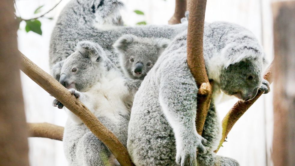 Der Duisburger Zoo ist europaweit Spezialist für die aufwendige Zucht und Zoo-Haltung der Koalas. (Archivbild) Foto: Roland Weihrauch/dpa