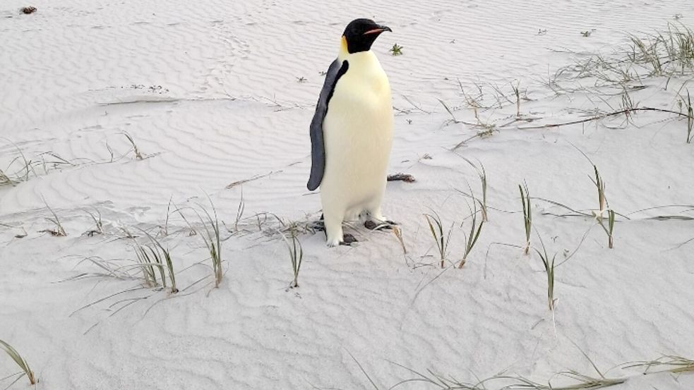 Einsam und etwas überrascht fand sich der Kaiserpinguin plötzlich in Australien wieder. Foto: Uncredited/DBCA/dpa