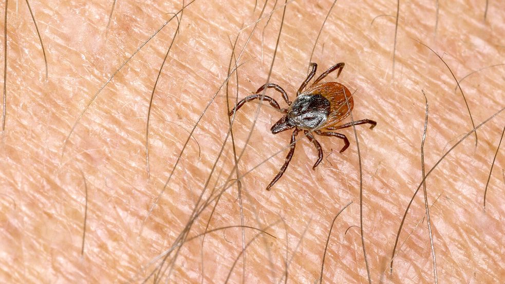 Eine Gefahr für die Gesundheit und damit auch für die Arbeitskraft: Zecken, die Borreliose oder FSME übertragen. Foto: IMAGO / blickwinkel