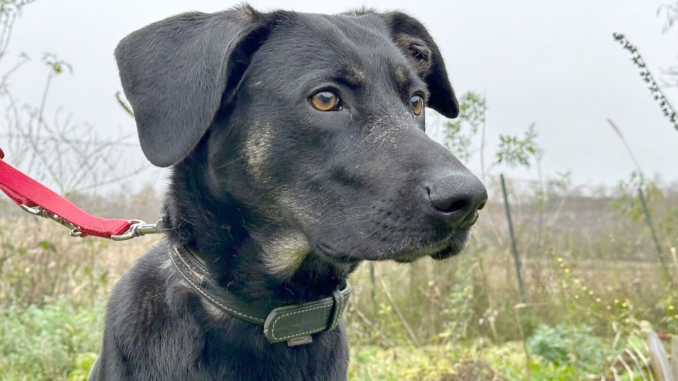 3 Jahre ist Daphne alt, sehr wachsam und freundlich, heißt es aus dem Tierheim Sedelsberg. Dort wird die Hundedame, deren Schicksal Schlagzeilen gemacht hat, betreut. Foto: Wimberg