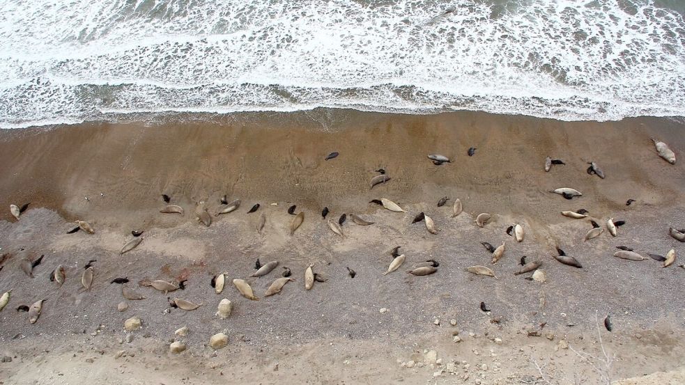 Eine Forscherin denkt, dass es Jahrzehnte dauern könnte, bis es wieder so viele See-Elefanten wie 2022 gibt. Hier ist ein gesunder Harem von damals zu sehen. Foto: Valeria Falabella/Wildlife Cons/dpa