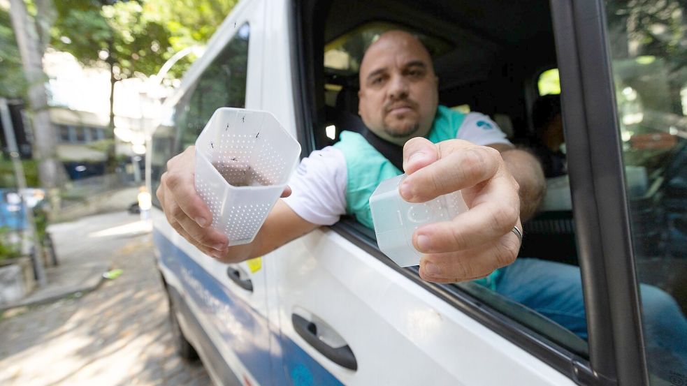 Ein Mitarbeiter des brasilianischen Instituts Fiocruz setzt in Rio de Janeiro Gelbfiebermücken aus, die mit Wolbachia-Bakterien modifiziert wurden. (Archivbild) Foto: Fernando Souza/dpa