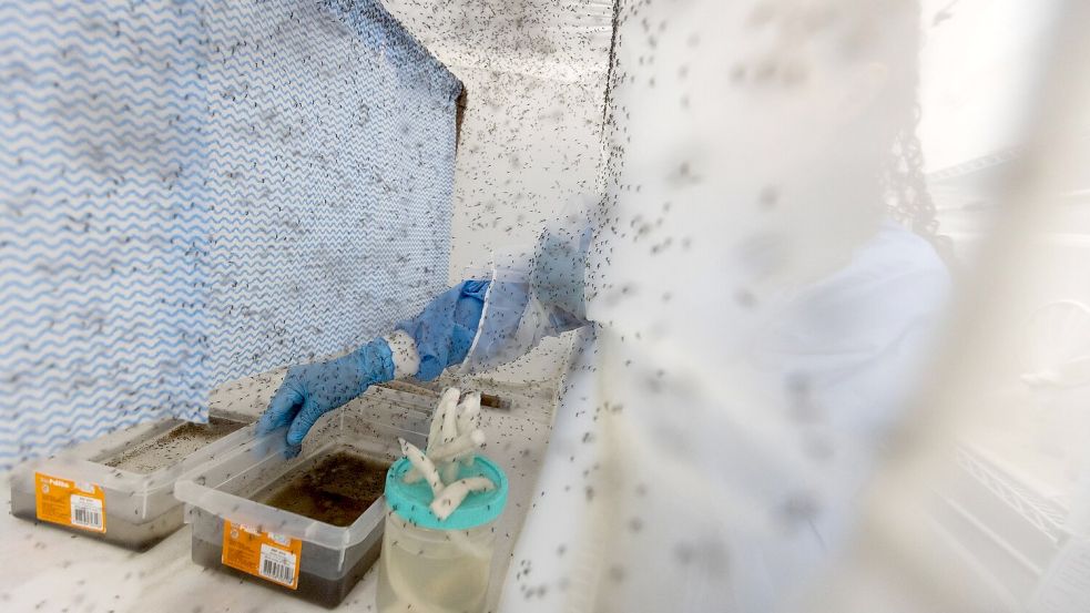 Zahlreiche Gelbfiebermücken, die zur Bekämpfung des Dengue-Fiebers mit Wolbachia-Bakterien modifiziert wurden, fliegen in einem Insektenkäfig in Rio de Janeiro. (Archivbild) Foto: Fernando Souza/dpa