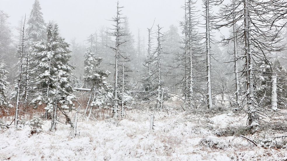 Auch auf dem Brocken hat es geschneit. (Foto Aktuell vom 17.11.) Foto: Matthias Bein/dpa