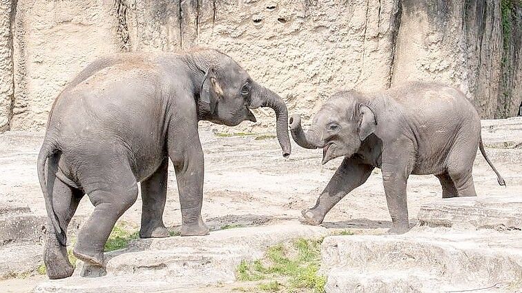 Der Zoo in Emmen trauert um die Elefanten Nagarr und Ka Yan. Foto: Wildlands