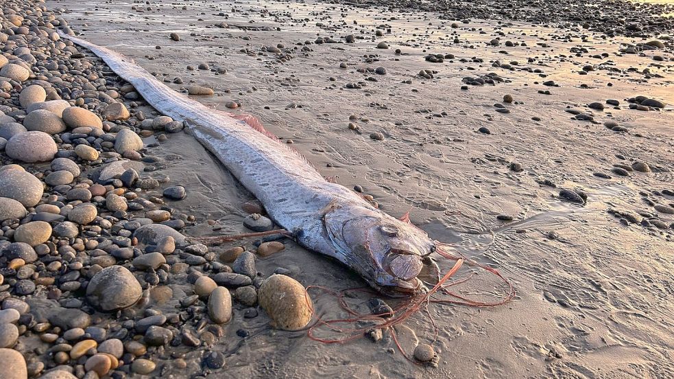 Dieser etwa drei Meter lange Riemenfisch wurde in Kalifornien an den Strand gespült. Foto: Alison Laferriere/Scripps Institution of Oceanography/dpa