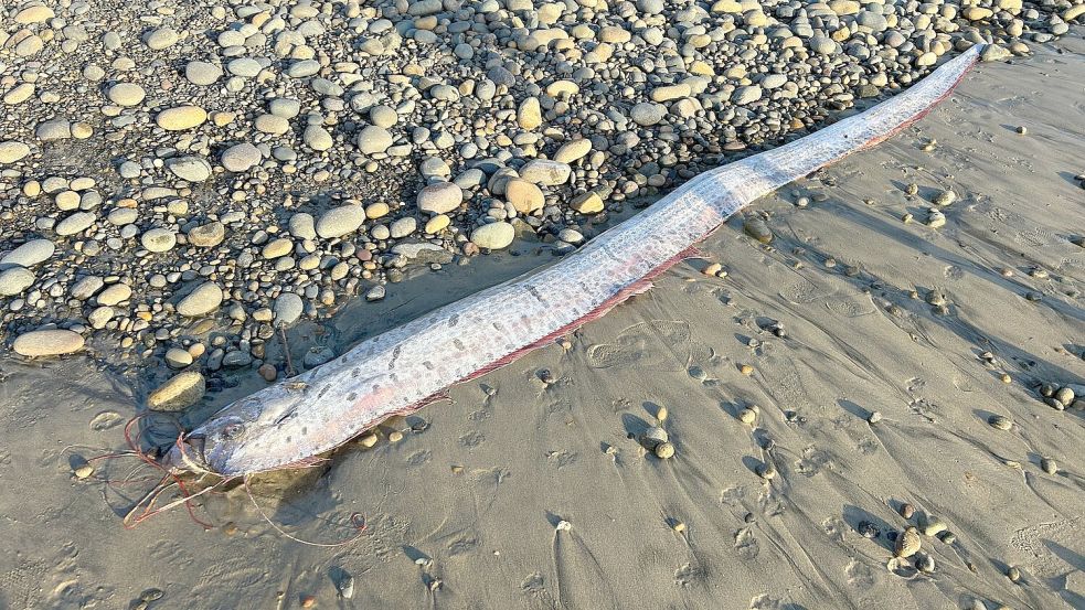 Riemenfische können bis zu neun Meter lang werden. Foto: Alison Laferriere/Scripps Institution of Oceanography/dpa