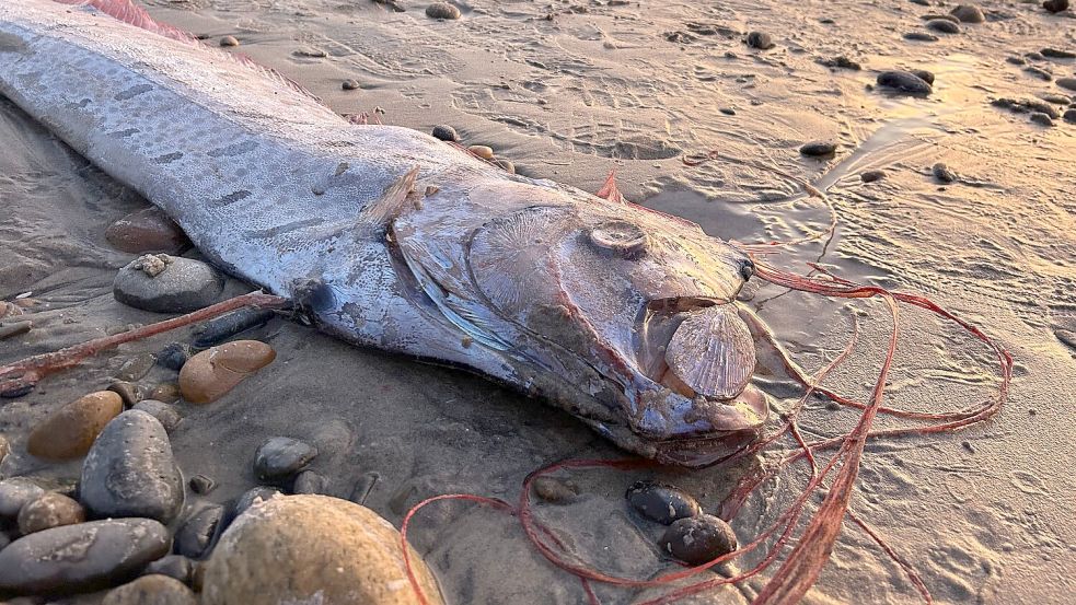 Fotos der selten angespülten Tiere machen im Internet häufig schnell die Runde. Foto: Alison Laferriere/Scripps Institution of Oceanography/dpa