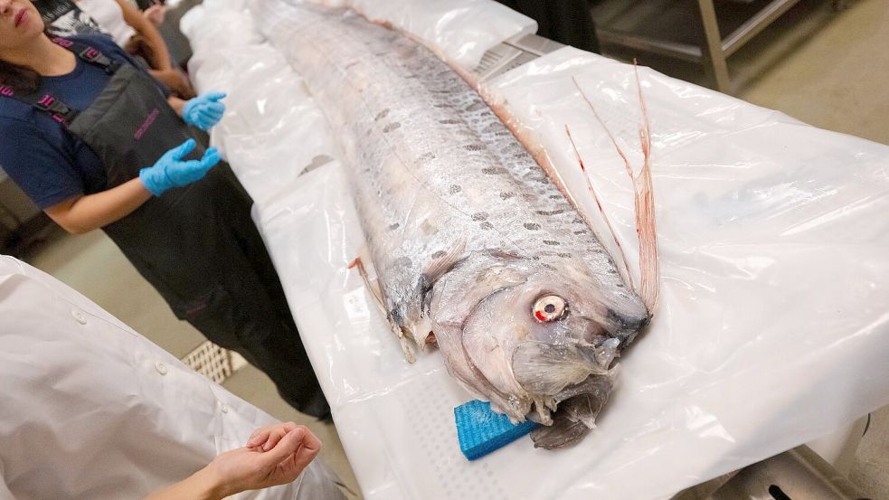 Bisher sind Riemenfische nur wenig untersucht. Foto: Erik Jepsen/University of California San Diego/dpa