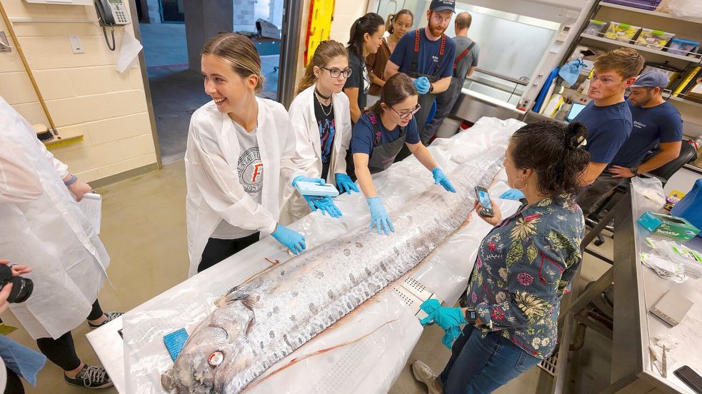 Forschende in Kalifornien haben Proben der angespülten Riemenfische genommen und erhoffen sich neue Erkenntnisse. Foto: Erik Jepsen/University of California San Diego/dpa