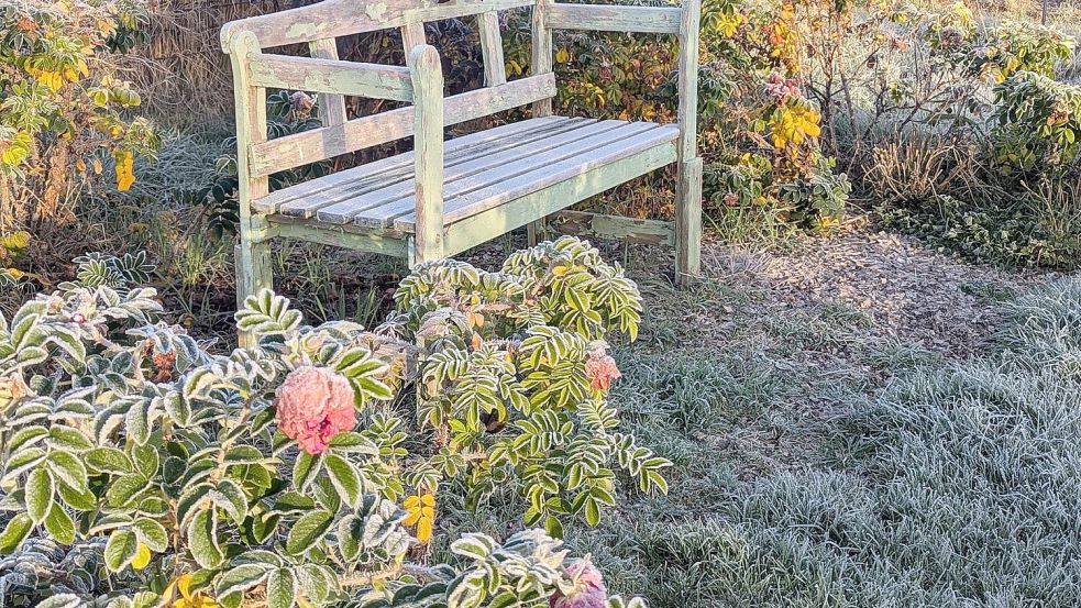 Raureif auf einer Rose Latüt-Garten von Karin Berends-Lüürßen in Langholt.Foto: Berends-Lüürßen