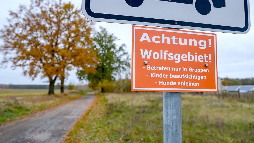 In Deutschland sind 209 Wolfsrudel nachgewiesen. (Archivbild) Foto: Patrick Pleul/dpa